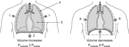   Figure 21- 2 Mechanics of Ventilation Use Figure 21- 2 to answer the following questions: -The placement of a tube directly into the trachea to bypass the larynx is termed an)  A)  trachectomy. B)  intubation. C)  tracheostomy. D)  catheterization. E)  tunnelization.