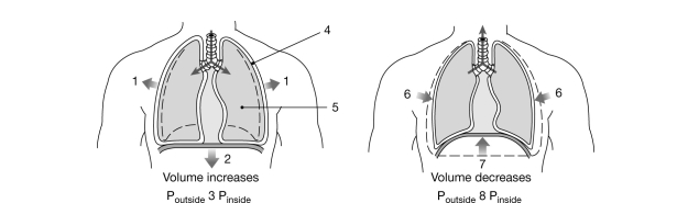   Figure 21- 2 Mechanics of Ventilation Use Figure 21- 2 to answer the following questions: -What pressure will be present in the space labeled  4 ? A)  interpleural pressure B)  alveolar pressure C)  atmospheric pressure D)  subatmospheric pressure E)  subalveolar pressure