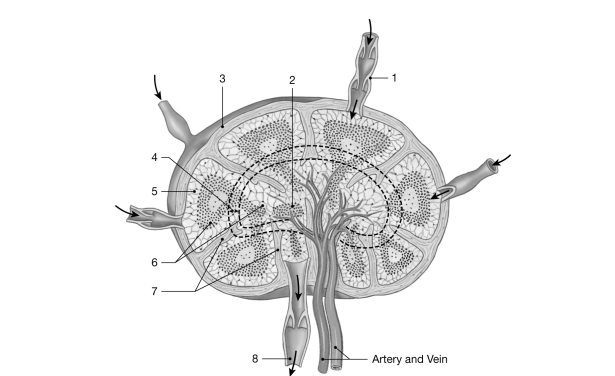   Figure 20- 1 The Structure of a Lymph Node Use Figure 20- 1 to answer the following questions: -Identify the structure labeled  1.  A)  afferent lymphatic vessel B)  efferent lymphatic vessel C)  arteriole D)  venule E)  lymphoid nodule