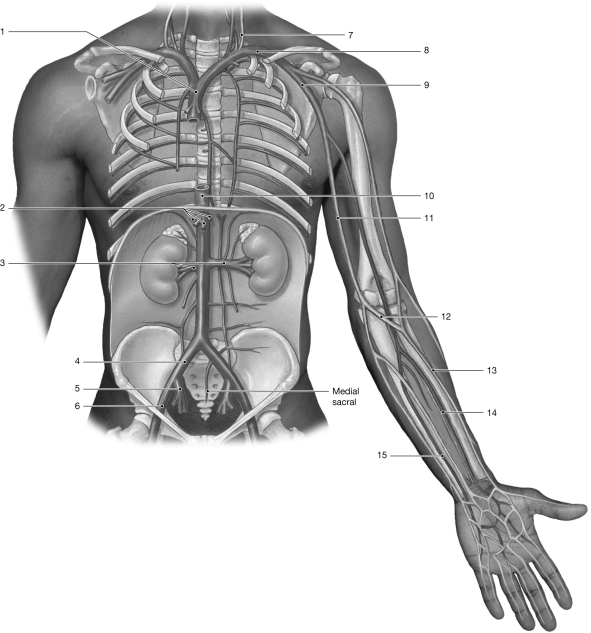   Figure 19- 2 Veins Use Figure 19- 2 to answer the following questions: -Identify the vein labeled  6.  A)  external iliac B)  internal iliac C)  femoral D)  common iliac E)  inferior vena cava