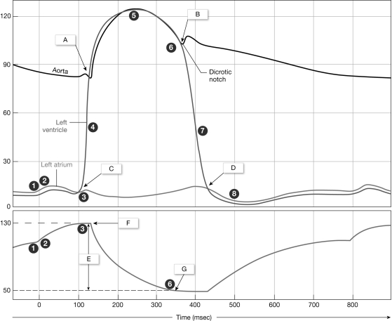   Figure 18- 2 Cardiac Cycle Use Figure 18- 2 to answer the following questions: -The earlike extension of the atrium is the A)  auricle. B)  coronary sulcus. C)  atricle. D)  coronary sinus. E)  ventricle.
