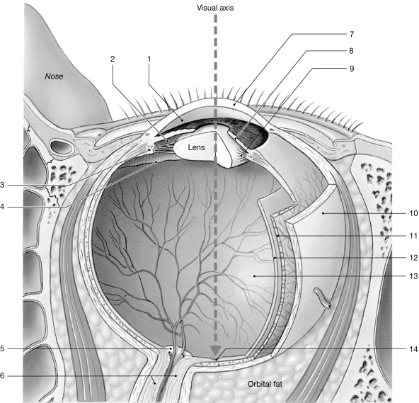   Figure 15- 1 The Sectional Anatomy of the Eye Use Figure 15- 1 to answer the following questions: -Which of these anatomical sequences is correct? A)  tympanum-malleus-incus-stapes-oval window-round window B)  tympanum-incus-stapes-malleus-oval window-round window C)  tympanum-malleus-incus-stapes-round window-oval window D)  tympanum-incus-malleus-stapes-round window-oval window E)  tympanum-incus-malleus-stapes-oval window-round window