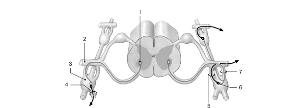   Figure 14- 3 ANS Pathway Use Figure 14- 3 to answer the following questions: -Identify the structure labeled  6.  A)  preganglionic neuron B)  ganglionic neuron C)  astrocyte D)  sensory neuron E)  somatic motor neuron