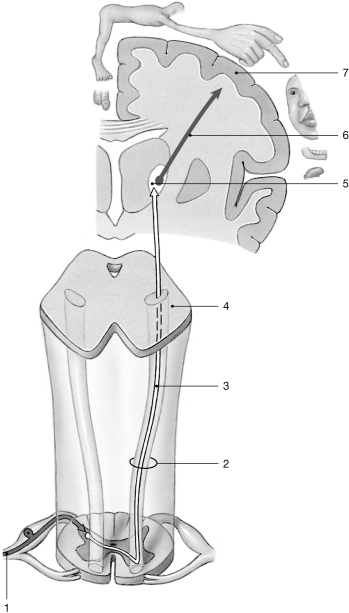   Figure 14- 1 Spinothalamic Tracts Use Figure 14- 1 to answer the following questions: -The spinal tract that carries sensations from proprioceptors to the CNS is the A)  fasciculus gracilis. B)  anterior spinothalamic. C)  fasciculus cuneatus. D)  spinocerebellar. E)  lateral spinothalamic.