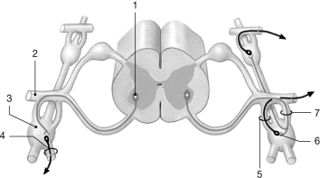   Figure 14- 3 ANS Pathway Use Figure 14- 3 to answer the following questions: -Preganglionic neurons of the autonomic nervous system are located in A)  the brain. B)  the lateral gray horns of the spinal cord. C)  the posterior gray horns of the spinal cord. D)  both A and B E)  both A and C
