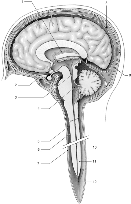   Figure 13- 1 The Circulation of Cerebrospinal Fluid Use Figure 13- 1 to answer the following questions: -The surface of the postcentral gyrus contains the _________cortex. A)  auditory B)  visual C)  primary sensory D)  primary motor E)  olfactory