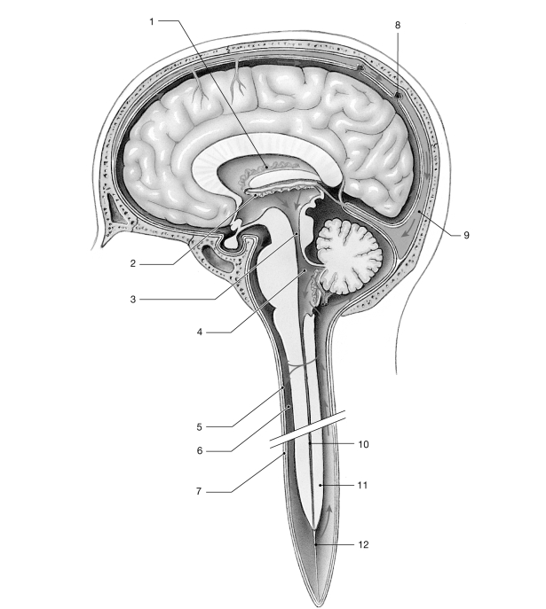   Figure 13- 1 The Circulation of Cerebrospinal Fluid Use Figure 13- 1 to answer the following questions: -The white matter of the cerebellum forms the A)  folia. B)  arbor vitae. C)  flocculonodular lobe. D)  pyramid. E)  vermis.