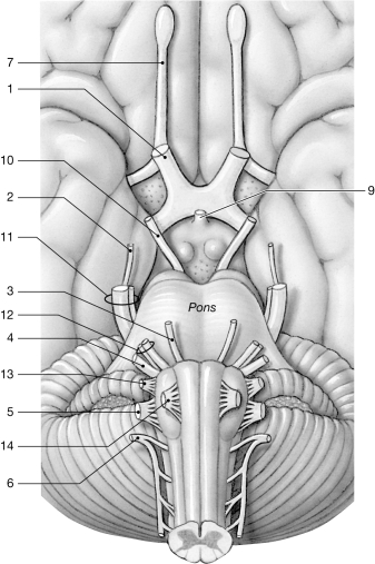   Figure 13- 2 Cranial Nerves Use Figure 13- 2 to answer the following questions: -The dural fold that projects into the longitudinal fissure between cerebral hemispheres is called the A)  falx cerebelli. B)  dural sinus. C)  tentorium cerebelli. D)  falx cerebri. E)  choroid plexus.