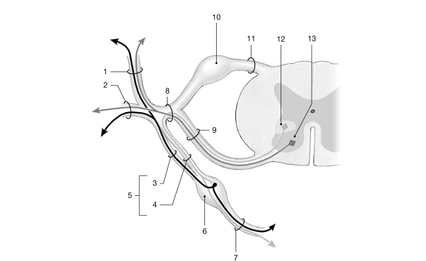   Figure 12- 2 Spinal Nerves Use Figure 12- 2 to answer the following questions: -Each peripheral nerve provides_________ innervation to peripheral structures. A)  sensory B)  motor C)  motor AND sensory D)  motor OR sensory E)  both C and D