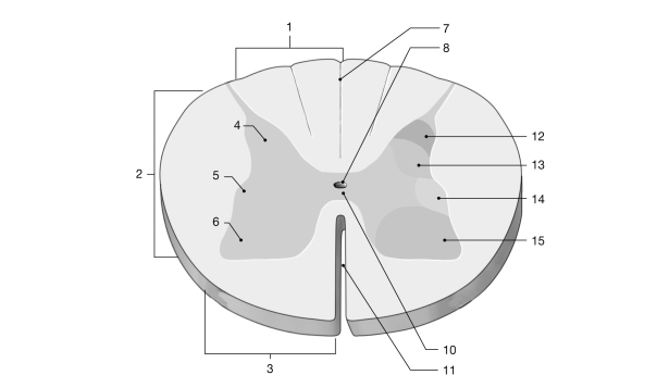   Figure 12- 1 The Spinal Cord Use Figure 12- 1 to answer the following questions: -Identify the structure labeled  10.  A)  anterior white column B)  anterior white horn C)  anterior gray commissure D)  anterior white commissure E)  anterior median fissure