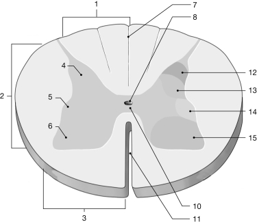   Figure 12- 1 The Spinal Cord Use Figure 12- 1 to answer the following questions: -A dorsal and ventral root of each spinal segment unite to form a A)  spinal ganglion. B)  cervical enlargement. C)  lumbar enlargement. D)  spinal meninx. E)  spinal nerve.