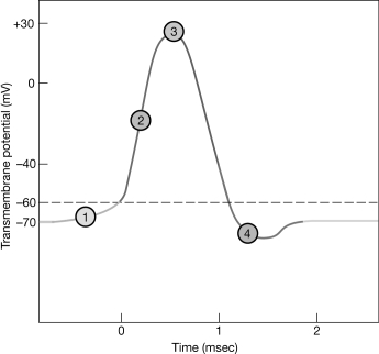   Figure 11- 2 The Nerve Action Potential Use Figure 11- 2 to answer the following questions: -Which area of the graph shows when passive depolarization is occurring? A)  1 B)  2 C)  3 D)  4