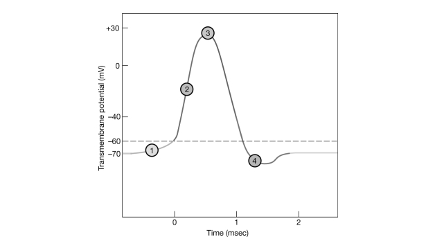   Figure 11- 2 The Nerve Action Potential Use Figure 11- 2 to answer the following questions: -Neurotransmitter for release is stored in synaptic A)  neurosomes. B)  knobs. C)  telodendria. D)  vesicles. E)  mitochondria.
