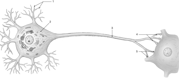   Figure 11- 1 The Neuron Use Figure 11- 1 to answer the following questions: -IPSPs inhibitory postsynaptic potentials)  A)  are local depolarizations. B)  block the efflux of potassium ions. C)  increase membrane permeability to sodium ions. D)  are local hyperpolarizations. E)  block the efflux of calcium ions.