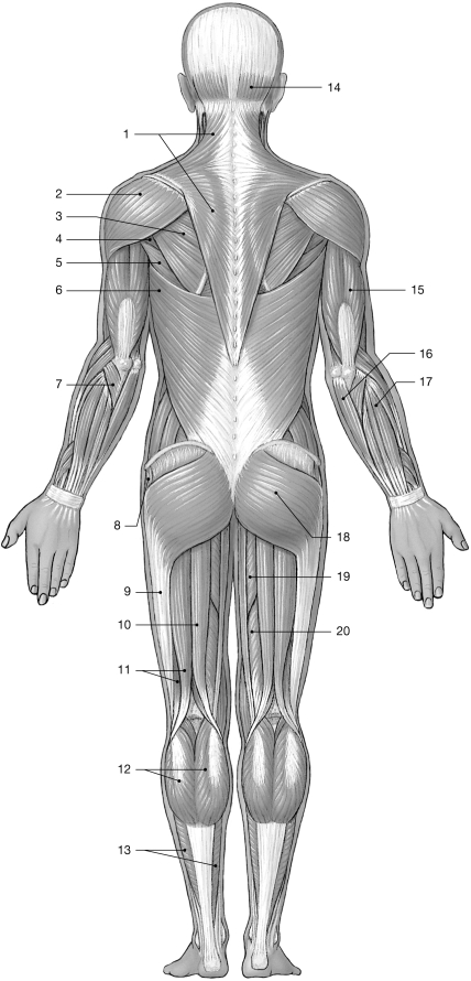   Figure 10- 2 Major Posterior Skeletal Muscles Use Figure 10- 2 to answer the following questions: -_______muscle fibers pull in different directions, permitting different actions depending on stimulation. A)  Parallel B)  Pennate C)  Convergent D)  Circular E)  Straight