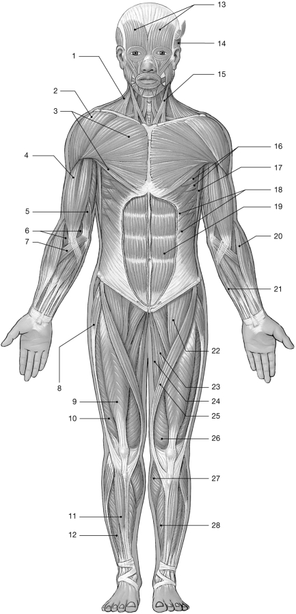   Figure 10- 1 Major Anterior Skeletal Muscles Use Figure 10- 1 to answer the following questions: -The auricularis muscle acts to A)  purse the lips. B)  draw the corner of the mouth back and up. C)  close the eye. D)  move the external ear. E)  depress the lip.