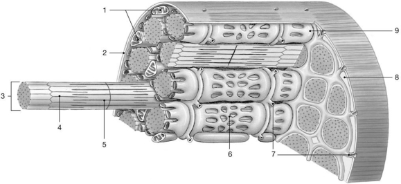   Figure 9-1 -What is released from the structure labeled  9 ? A) sodium B) acetylcholine C) proteins D) calcium ions E) acetylcholinesterase