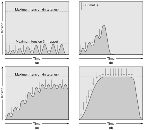   Figure 9-2 -Why is there partial relaxation in graph (c) ? A) Calcium ion release is slow. B) The muscle is starting to fatigue. C) Stimulation intensity is fluctuating. D) ATP reserves are cycling. E) Maximum tension is below maximum.