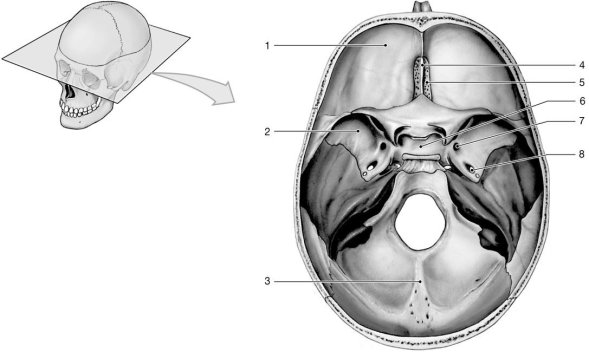   Figure 7-1 -Which structure has foramina for the olfactory nerves? A) 1 B) 2 C) 3 D) 4 E) 5