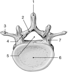   Figure 7-2 -Where is the spinal cord located? A) 3 B) 4 C) 5 D) 6 E) 7