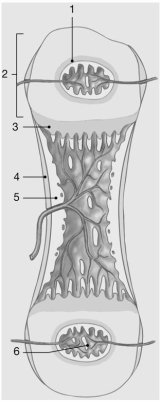   Figure 6-2 -Where does endochondral lengthening occur? A) 1 B) 2 C) 3 D) 4 E) 5