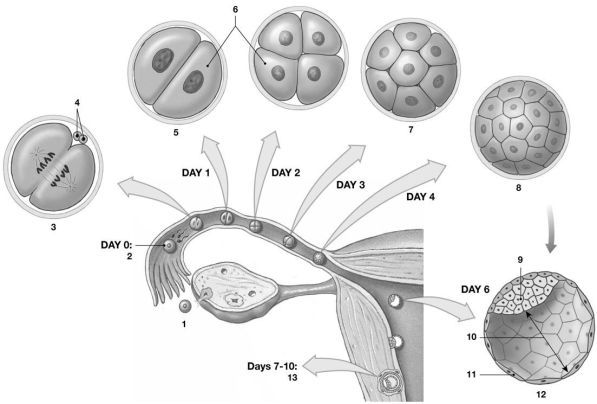   Figure 27-1 -What is the developmental fate of  9?  A) forms the embryo B) forms the trophoblast C) forms the chorion D) forms the placenta E) dissolves completely