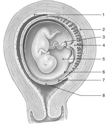   Figure 27-2 -Identify the structure labeled  6.  A) umbilical cord B) placenta C) chorion D) amnion E) myometrium