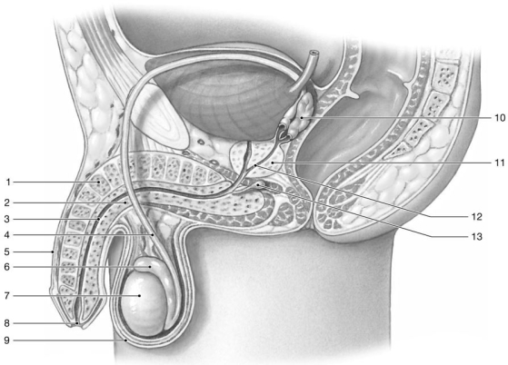   Figure 26-1 -Identify the structure labeled  3.  A) corpora cavernosa B) prostatic urethra C) corpus spongiosum D) penile urethra E) ejaculatory duct