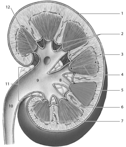   Figure 24-1 -Which of the following isnotfound in the area labeled  3.  A) glomeruli B) proximal convoluted tubules C) vasa recta D) distal convoluted tubules E) peritubular capillaries