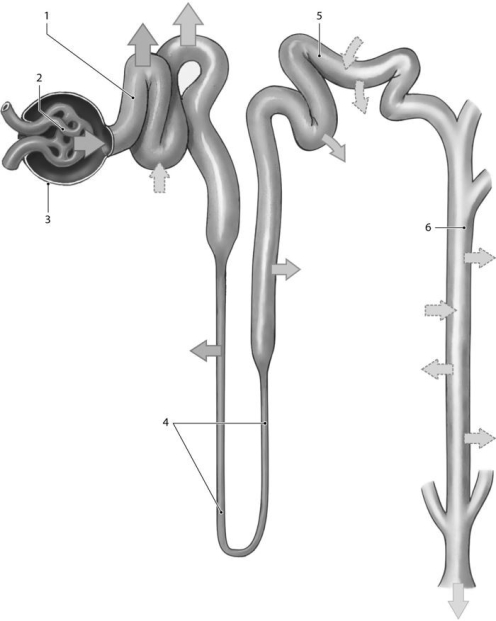   Figure 24-2 -Which structure is the collecting duct? A) 1 B) 3 C) 4 D) 5 E) 6
