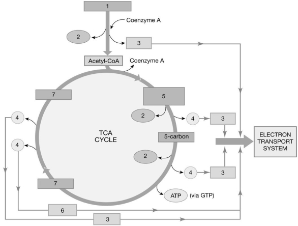   Figure 23-1 -Identify the molecule labeled 5. A)fumaric acid B)citric acid C)4-carbon molecule D)malic acid E)oxaloacetic acid