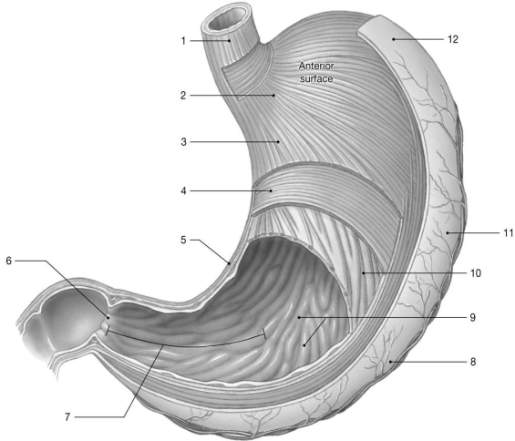   Figure 21-1 -Which structure helps the stomach to stretch as it fills with food? A) 3 B) 4 C) 5 D) 6 E) 9