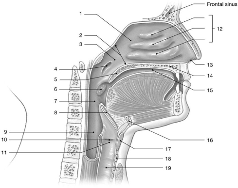   Figure 21-1 -Identify the structure labeled  7.  A) internal nares B) esophagus C) glottis D) oropharynx E) laryngopharynx