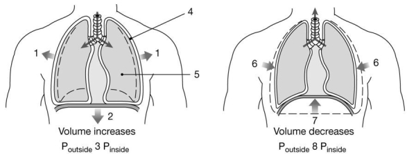   Figure 21-2 -Which muscle(s) produce(s) the movement labeled  1  in quiet inspiration? A) rectus abdominis B) internal intercostals C) external intercostals D) diaphragm E) both rectus abdominis and external intercostals