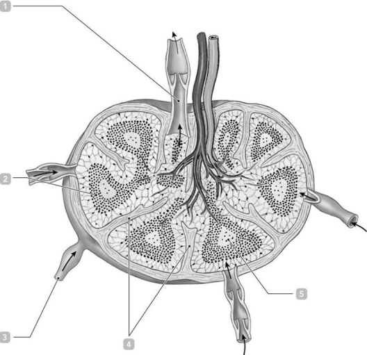   Figure 20-1 -Identify the structure labeled  3.  A) efferent lymphatic B) hilum C) outer cortex D) afferent lymphatic E) medulla