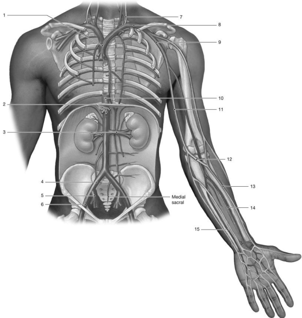   Figure 19-1 -Identify the vein labeled  9.  A) axillary B) brachial C) cephalic D) basilic E) median cubital