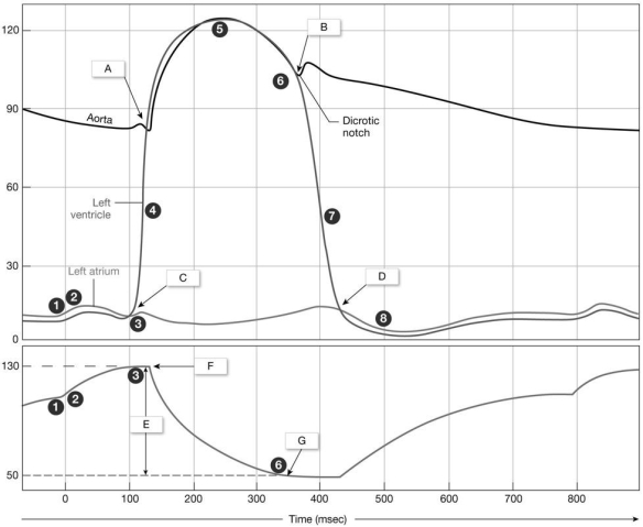   Figure 18-2 -What does the circle label  5  indicate on the graph? A) peak systolic pressure B) isovolumetric systole C) isovolumetric contraction D) ventricular refilling E) increased heart rate