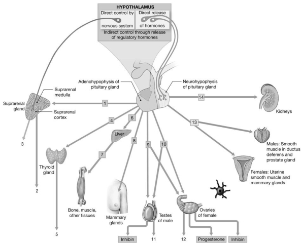   Figure 16-1 -Identify the hormone labeled  5.  A) thyroid-releasing hormone B) thyroid-stimulating hormone C) thyroxin (thyroid hormones)  D) thyrotropin E) parathyroid hormone (PTH) 