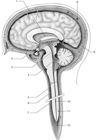   Figure 13-1 -What is produced by the structure labeled  2 ? A) cerebrospinal fluid B) neurotransmitters C) white matter D) hormones E) blood