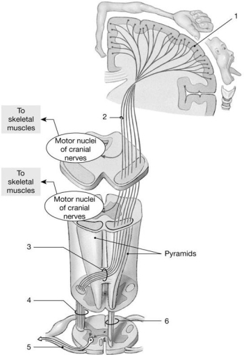   Figure 13-4 -Identify the origin of the axon labeled  2.  A) lower motor neuron B) upper motor neuron C) decussation neuron D) second-order neuron E) ganglionic neuron