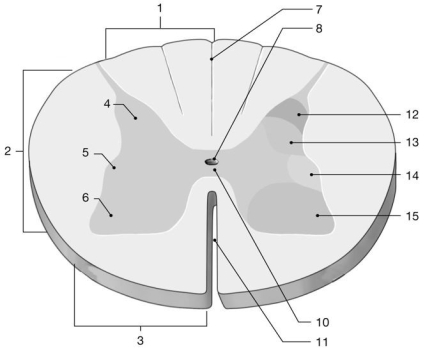  Figure 12-1 -What is the function of the structure labeled  14 ? A) control of skeletal muscle B) somatic sensory processing C) control of autonomic effectors D) somatic motor control E) visceral sensory processing