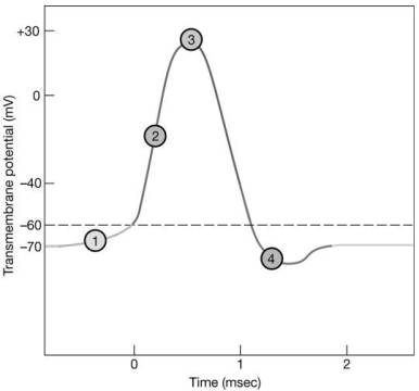   Figure 11-2 -Which area of the graph occurs when there is a sudden inrush of sodium ions? A) 1 B) 2 C) 3 D) 4