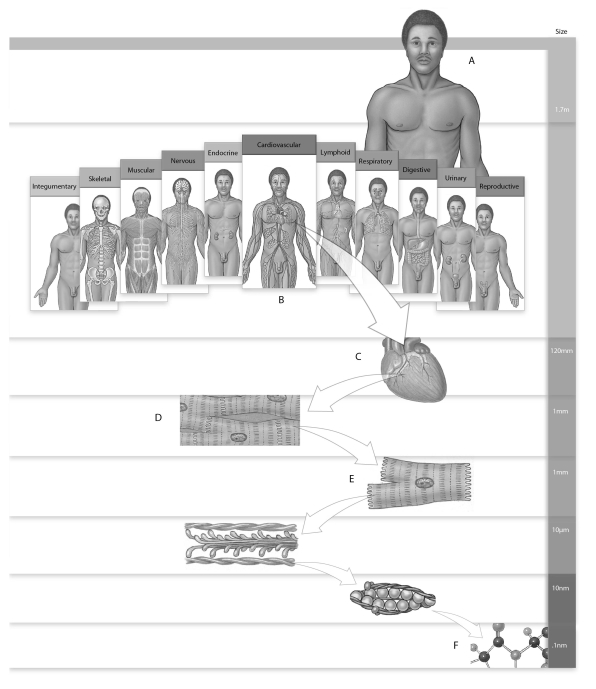 Figure 1.1     Identify the levels of organization in the figure above. -Label F: ______________________________