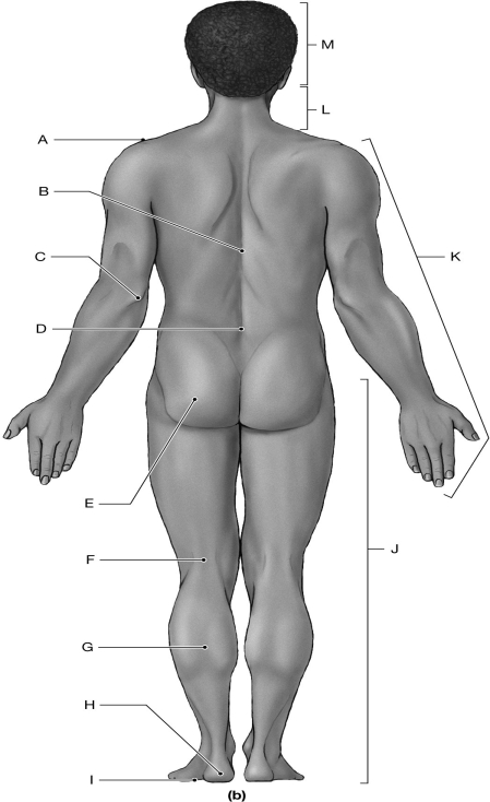 Figure 1.3     Using the figure above, identify the labeled part. -Label D: ______________________________