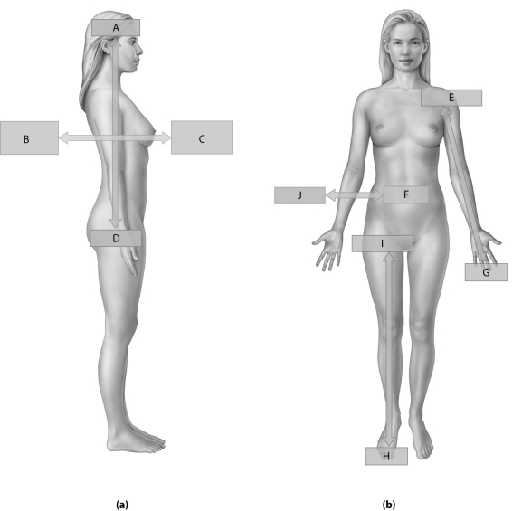 Figure 1.4     Using the figure above, identify the labeled part. -Label E: ______________________________