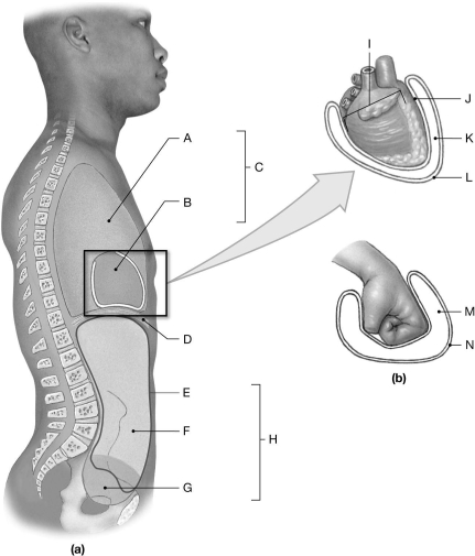 Figure 1.5     Using the figure above, identify the labeled part. -Label H: ______________________________