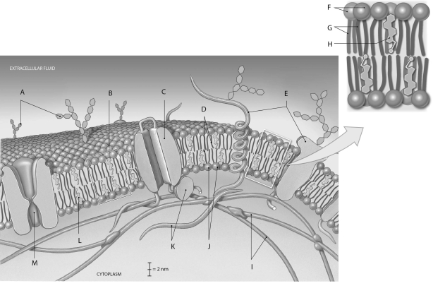 Figure 2.2     Using the figure above, identify the labeled parts. -Label D: ______________________________
