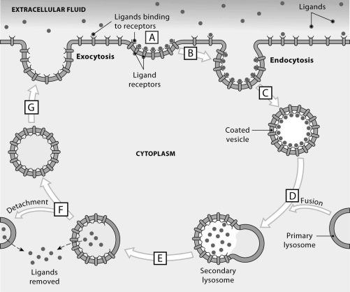 Figure 2.3     Using the figure above, identify the location where each process occurs. -Areas coated with ligands form deep pockets in plasmalemma surface.