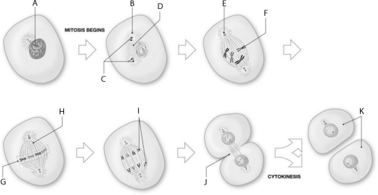 Figure 2.4     Using the figure above, identify the labeled part. -Label F: ______________________________