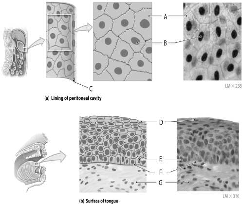 Figure 3.1     Using the figure above, identify the labeled part. -Label F: ______________________________